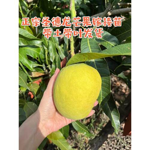 正宗芒果嫁接苗  钻石芒果 香甜无纤维可盆栽地栽一物一拍