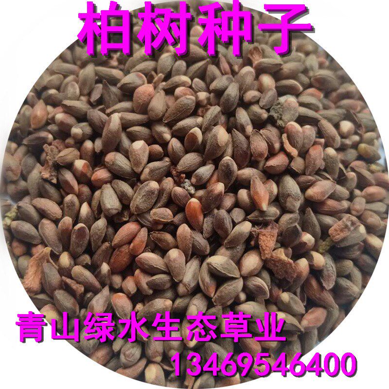 林木树种子侧柏树塔柏桧图片