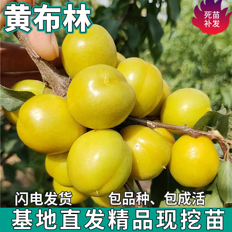 黄布林李子果树苗南北方地栽庭院盆栽种植大果李子嫁接苗当年结果