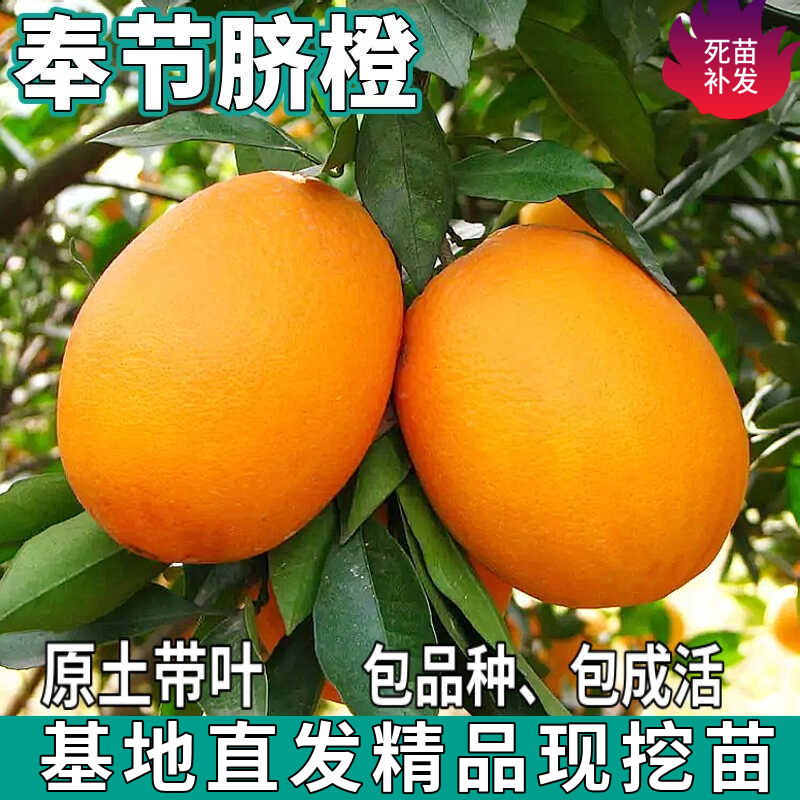 奉节脐橙苗树南北方庭院盆栽地栽特大果嫁接甜橙子活树苗当年结果