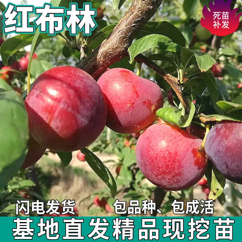 红布林李子树苗嫁接特大图片