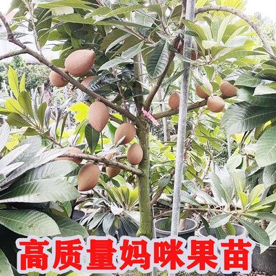 嫁接妈咪果树苗南方种植潘婷v仔佩斯马嘉纳带土带叶盆栽有带花果