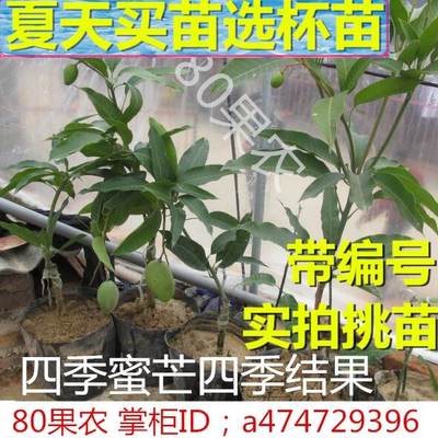 四季蜜芒苗 台湾四季芒果果树苗 庭院阳台盆栽嫁接芒果当年结果