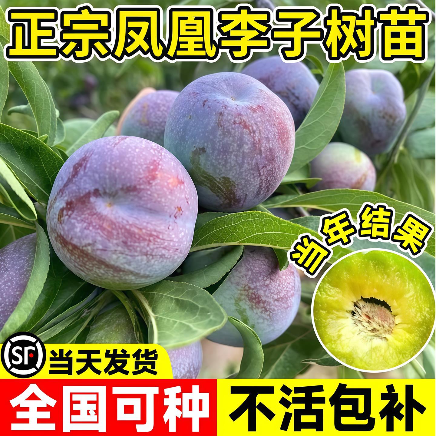 李子树苗嫁接凤凰李树苗早熟一点红五月脆空心脱骨李子苗盆栽地栽图片