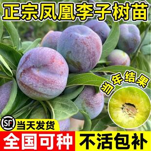 李子树苗嫁接凤凰李树苗早熟一点红五月脆空心脱骨李子苗盆栽地栽