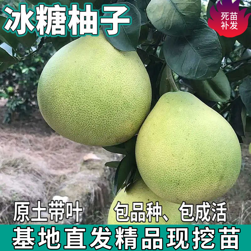 冰糖柚子树苗南北方地栽特大果盆栽嫁接白心蜜柚苗带土球当年结果