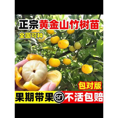 黄金山竹树苗嫁接水果树庭院盆栽地载南北方种植四季耐寒果树苗