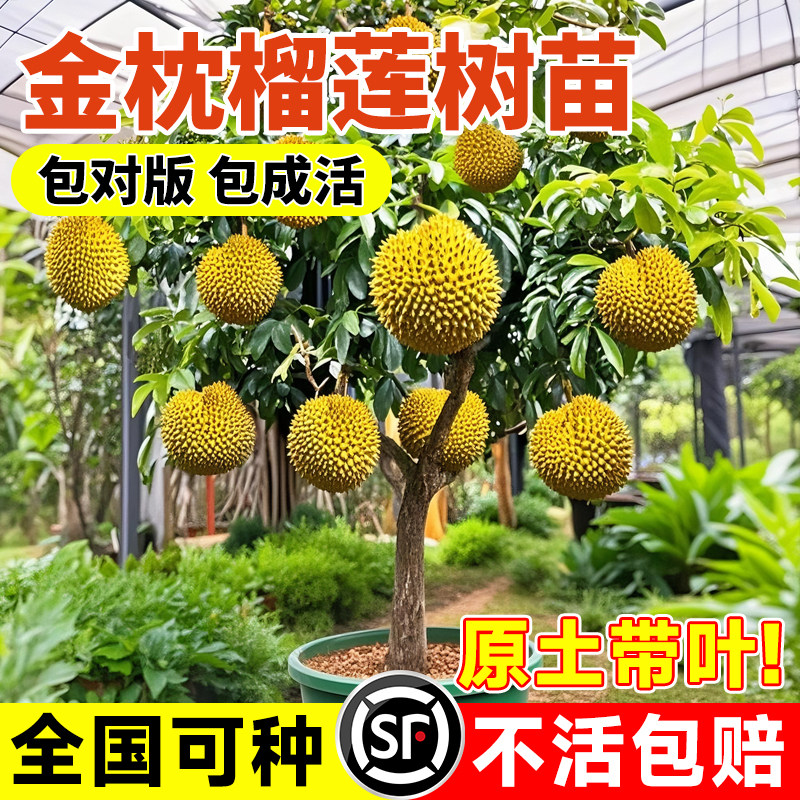 正宗金枕榴莲树果苗猫山王地栽盆栽庭院嫁接苗南北方种植四季结果