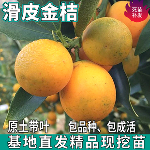 滑皮金桔树苗南北方庭院地栽嫁接金钱桔子盆栽四季柑橘苗当年结果