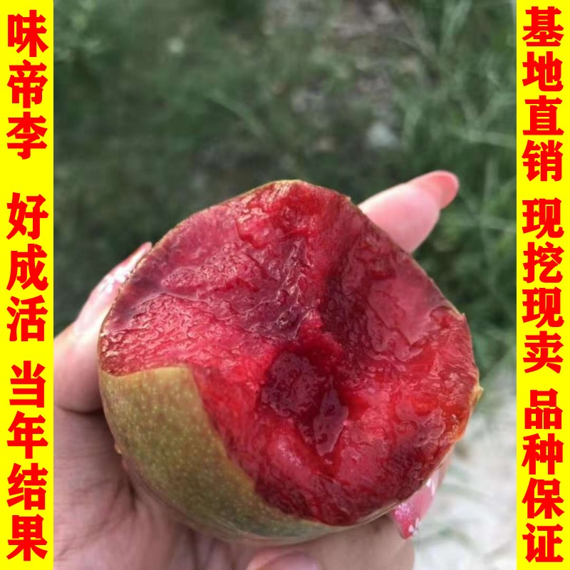 新品种果树苗特大青皮红心李子树苗大红袍李子苗嫁接南方北方种植