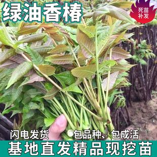 正宗绿油香椿树苗南北方盆栽地栽种植四季可食用香椿苗四季椿芽菜