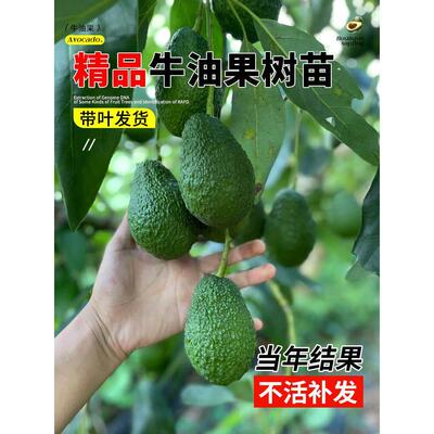 云南牛油果嫁接苗哈斯牛油果树苗庭院阳台盆栽南北方种植名贵果苗