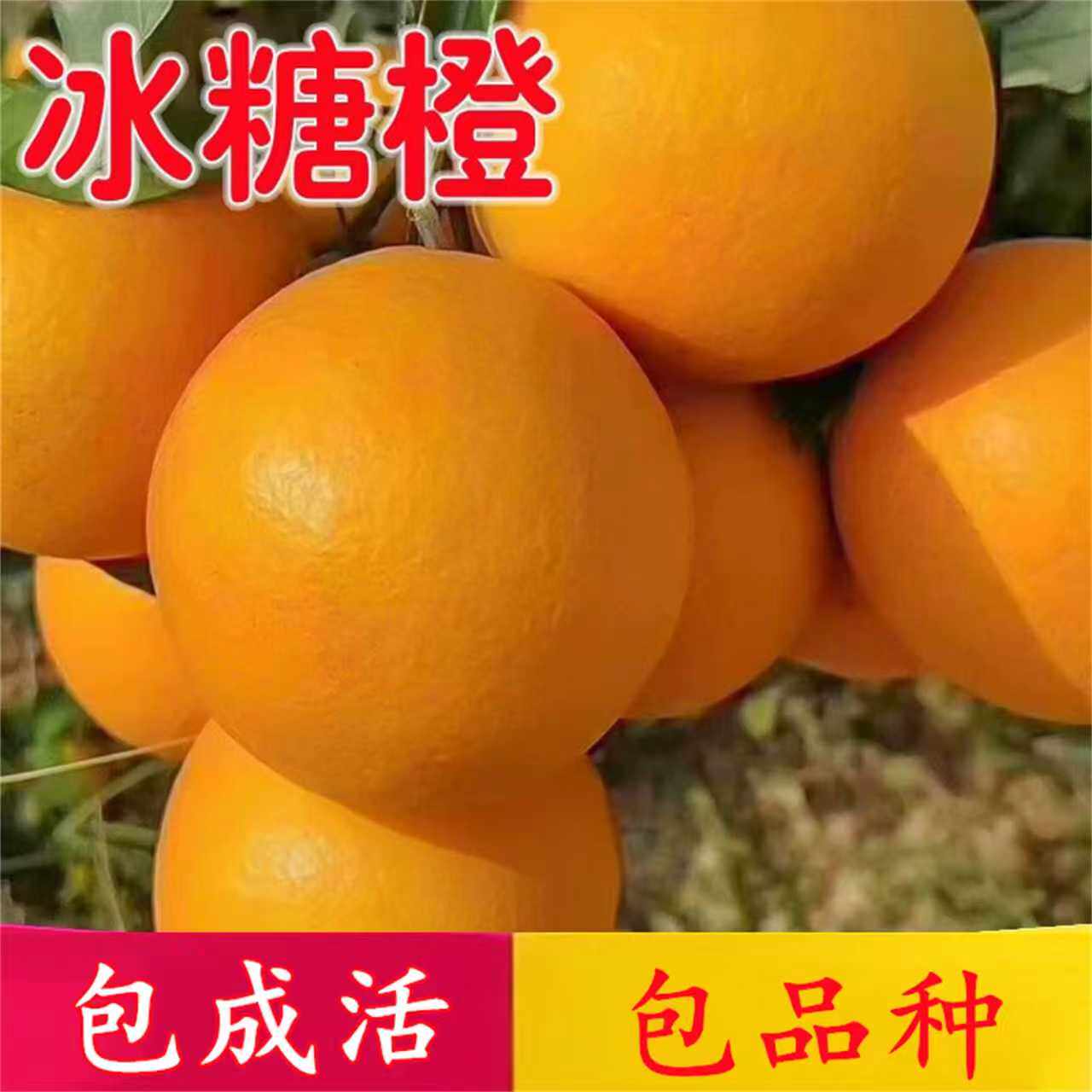冰糖橙苗树南北方庭院地载四季果树阳台盆栽嫁接柑橘橙子当年结果