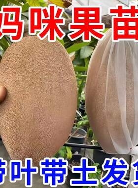 新品种马加纳妈咪果树苗适合南北方种植盆栽庭院种植果苗当年结果
