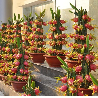 红心火龙果苗盆栽特大南