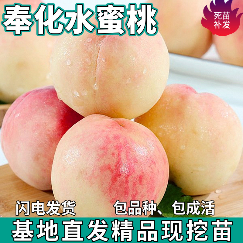奉化水蜜桃果树苗湖景蜜露南北方地栽盆栽种植嫁接桃子苗当年结果