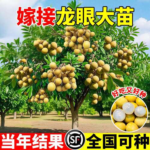 龙眼树苖嫁接盆栽水果树苗储良桂圆石硖南方四季种植当年结果地栽