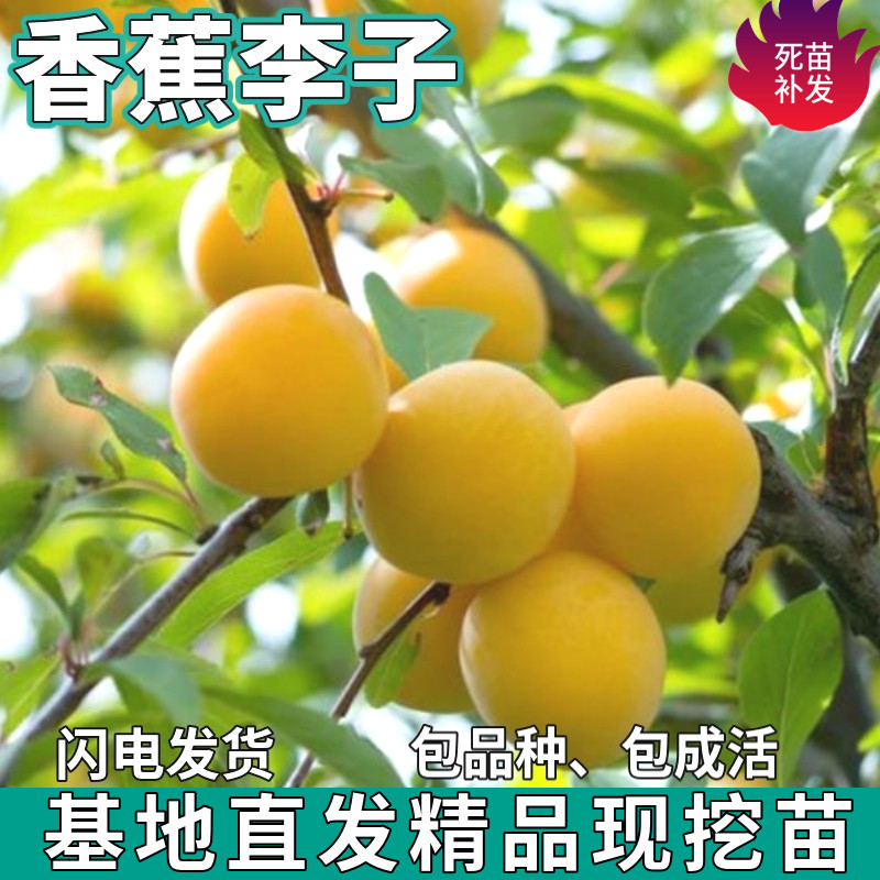 香蕉李子果树苗南北方地图片