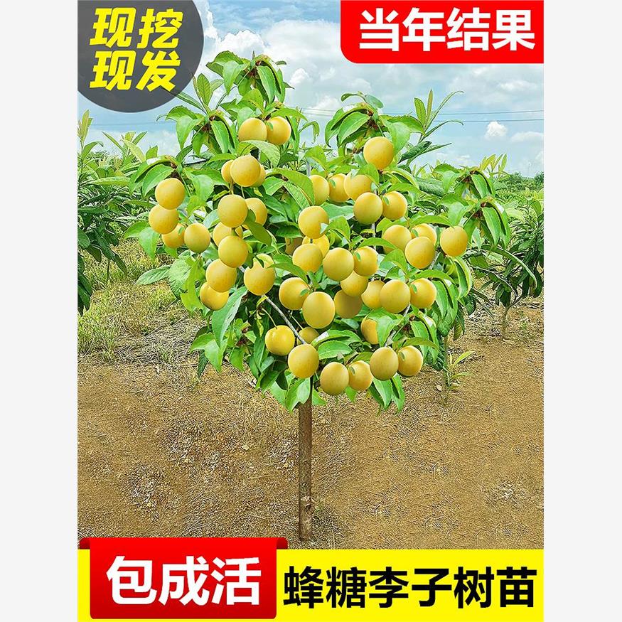 蜂糖李子树苗嫁接新品种图片