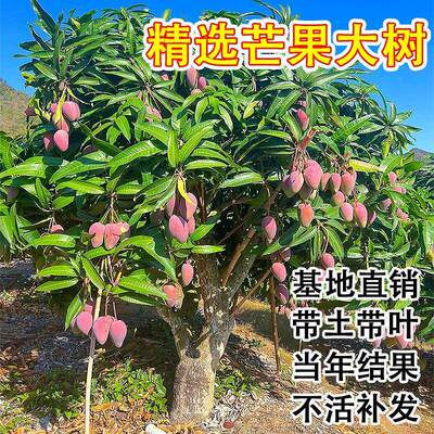 特大芒果树果苗红贵妃台农嫁接苗四季种植水果苗盆栽地栽庭院果树