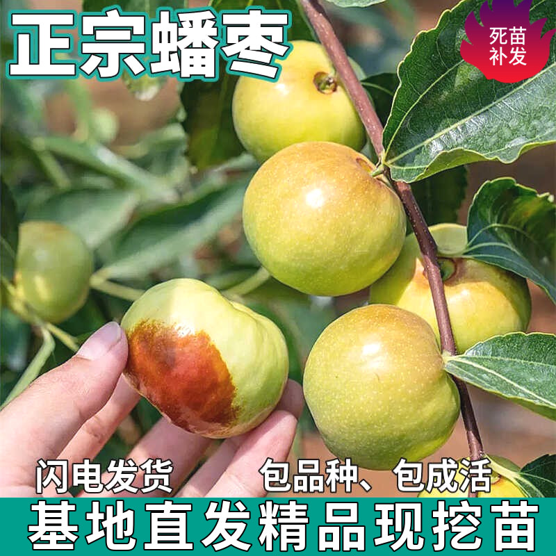 正宗潘枣苗树南北方庭院地栽特大果树盆栽嫁接甜脆枣子苗当年结果