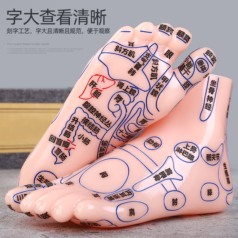 足底穴位模型足疗推拿脚底反射区穴位经络中医教学高清按摩足模型