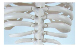 特价人骨标本模型 人体骨骼模型85CM 骨骼模型 人体脊柱骨架模型