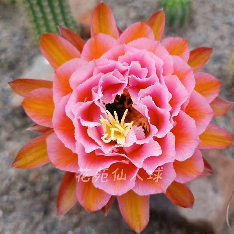 粉桃精灵 毛花柱仙人球重瓣复色大花层次感强包对U版多肉植物好养