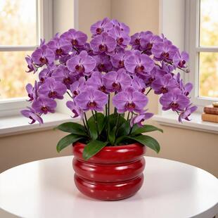 新中式年宵花属花盆日春节装饰蝴兰盆金蝶节氛围布JVD置家居福桶