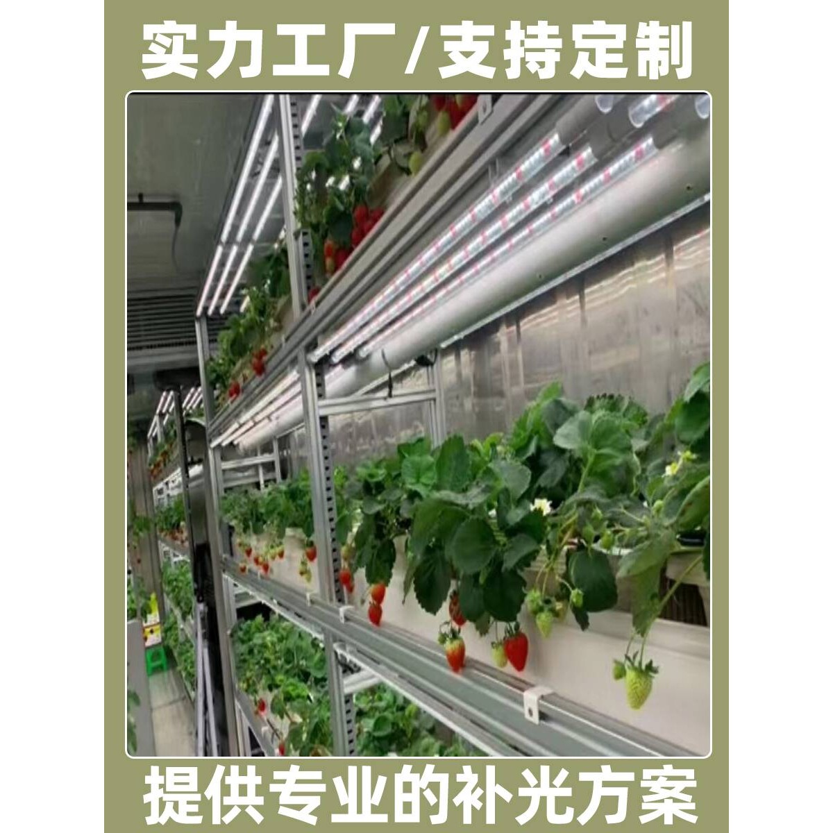 未来植物补光灯全光谱植物生长灯水培叶蔬菜组培育苗绿植花卉草莓