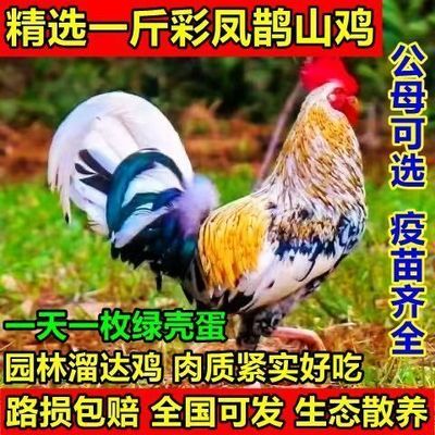 一斤彩凤正宗七彩神仙鹊山散养脱温五彩鸡苗小鸡鱼鳞活体健康