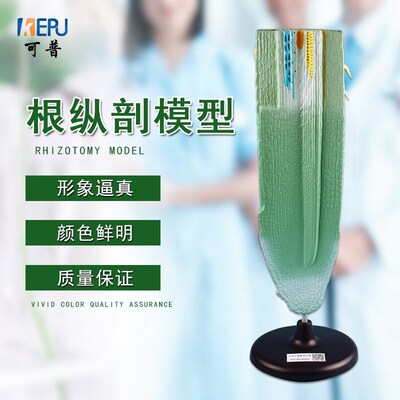 植物根纵剖模型 高中初中生物实验M室教学模型学生演示