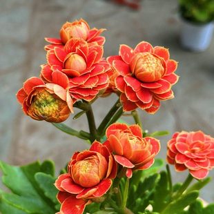 长寿花室内盆花金狐狸唐卡彩霞快乐星球绿巴黎赫丽金丝雀北京发货