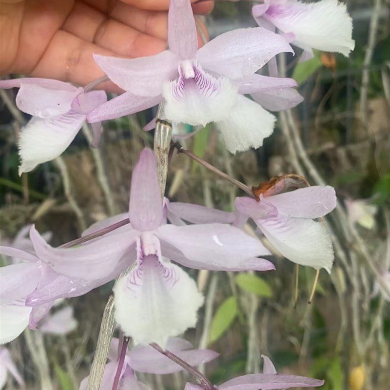 线艺天宫石斛 m带锦石斛粉色天宫石斛天空石斛漂亮