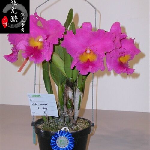 兰花 洋兰 卡特兰 Catptleya - Rlc. Pink Empress 日盛