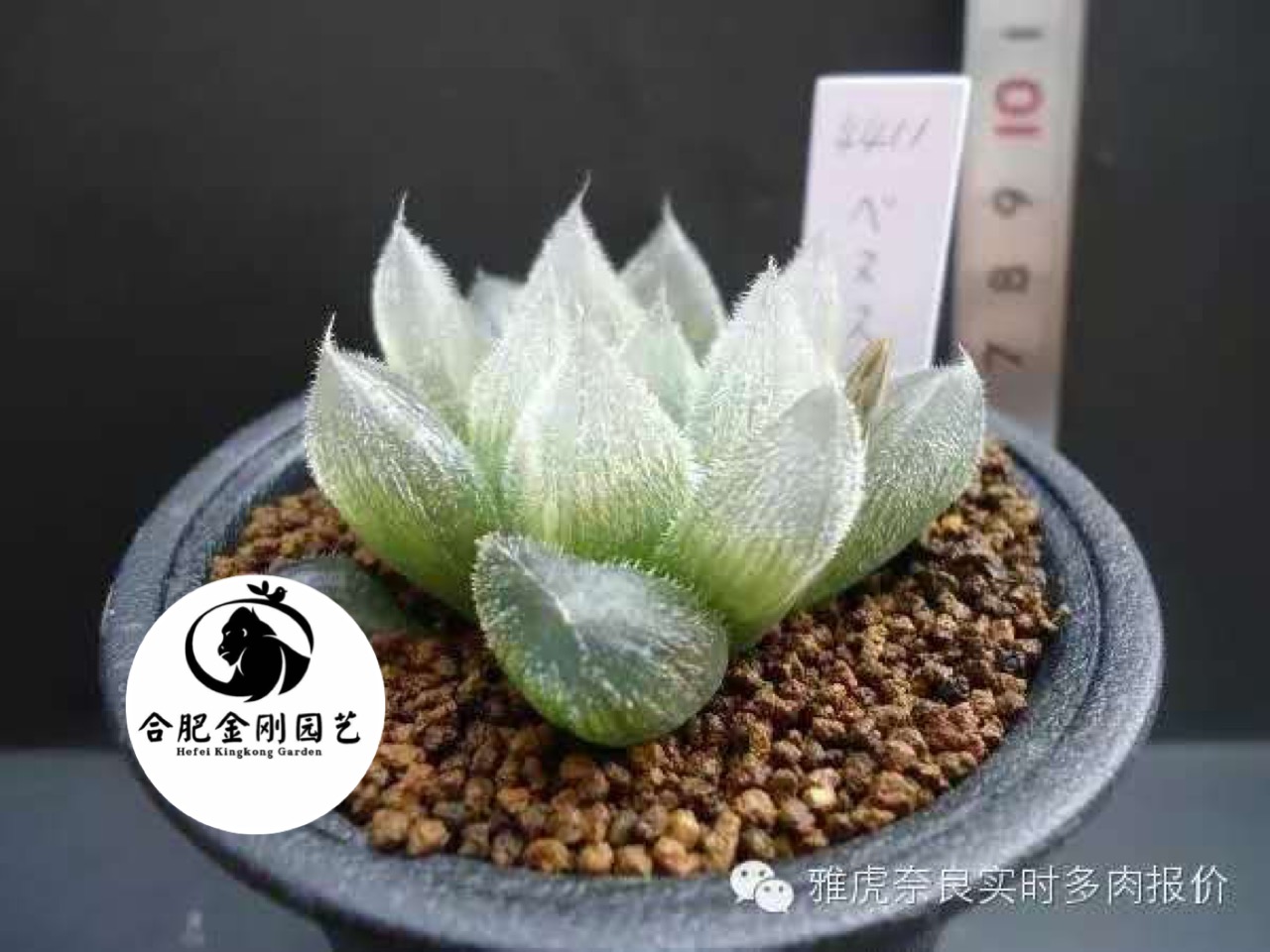 白泽毛玉露日系输入种神兽系列大窗毛多窗型大气易养W好活保证品