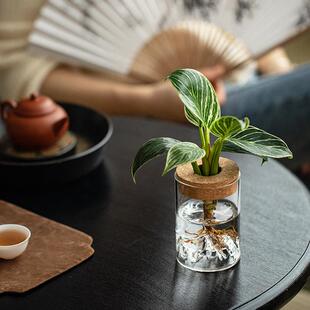 水培植物虎皮兰南洋杉万年红办公室客厅茶几花卉盆栽净化空气绿植