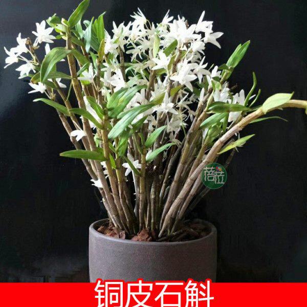 清香铜皮石斛 白色细茎石斛吊兰花盆景绿植味似茉莉花香 吊洋兰花
