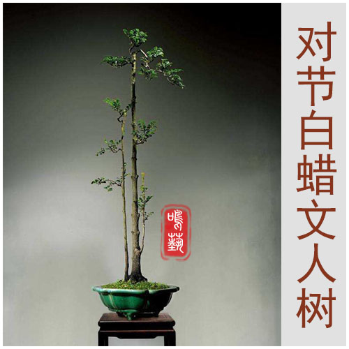 夏季耐旱对节i白蜡文人树盆景素材现挖现发易成活阳台绿植