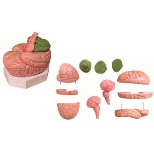 SJ0020 人体神经系统模型 型号：YJ 脑动脉模型