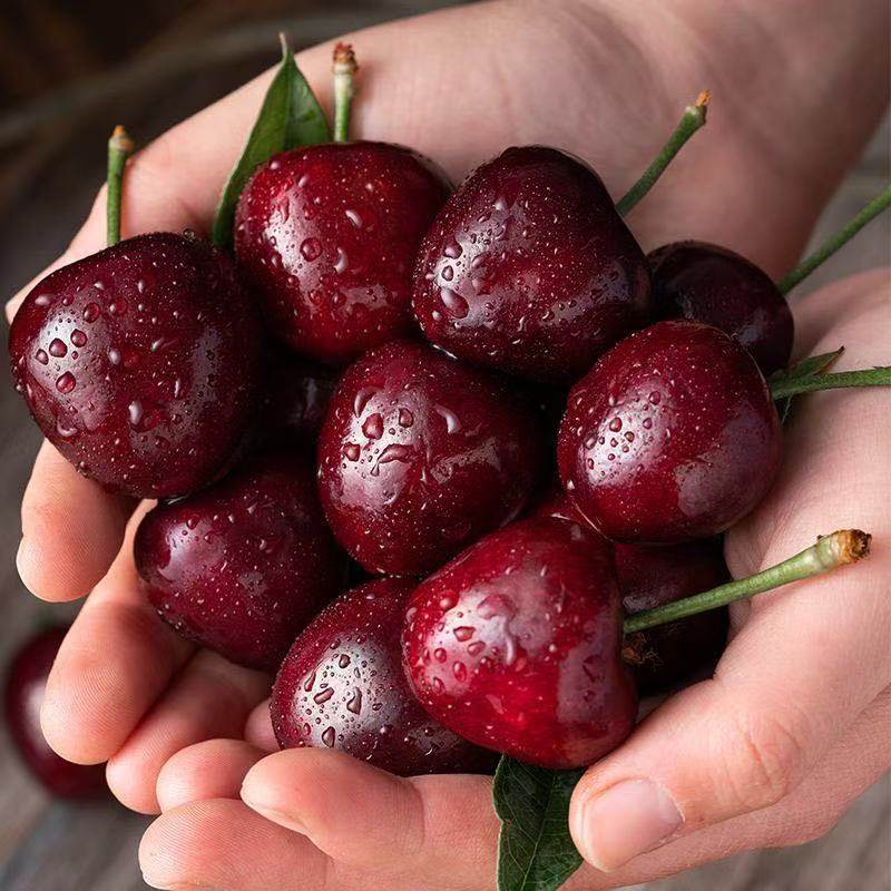 现货进口智利车厘子4jjjj大果进口樱桃桑缇娜顺丰/京东速运