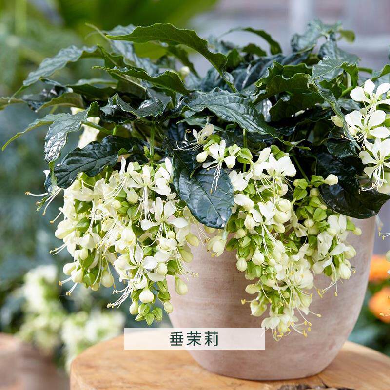泰国垂丝茉莉带花苞大苗老桩棒棒糖花苗盆栽垂茉莉花卉植物室内花