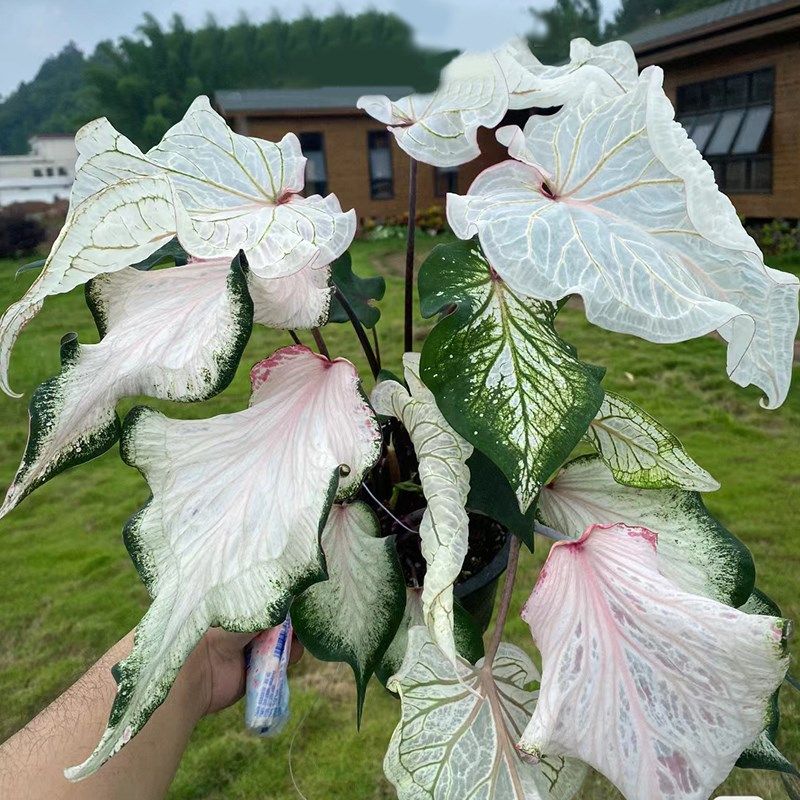 彩叶芋盆栽白色恋人海芋种球室内客厅绿植物办公室桌面花卉好养活图片