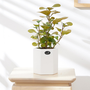 花叶三角榕心叶榕锦叶植物花叶绿植盆栽室内绿植耐阴植物心形叶子