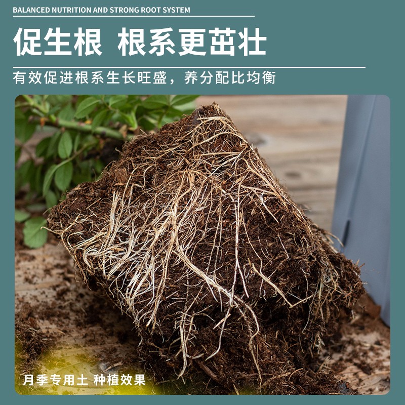 天狼月季栽培基质配方土绣球铁线莲专用营养土通用椰糠羊粪有机肥图片