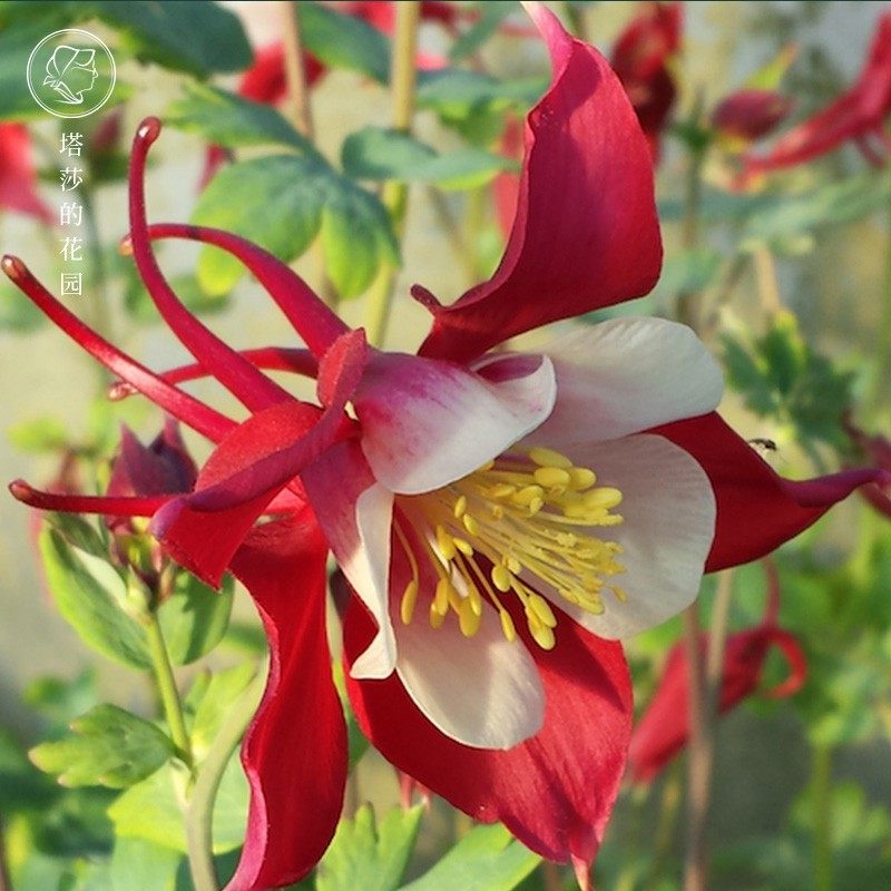 塔莎的花园 耧斗菜大花耧斗菜重瓣双色阳台花园多年生盆栽好养