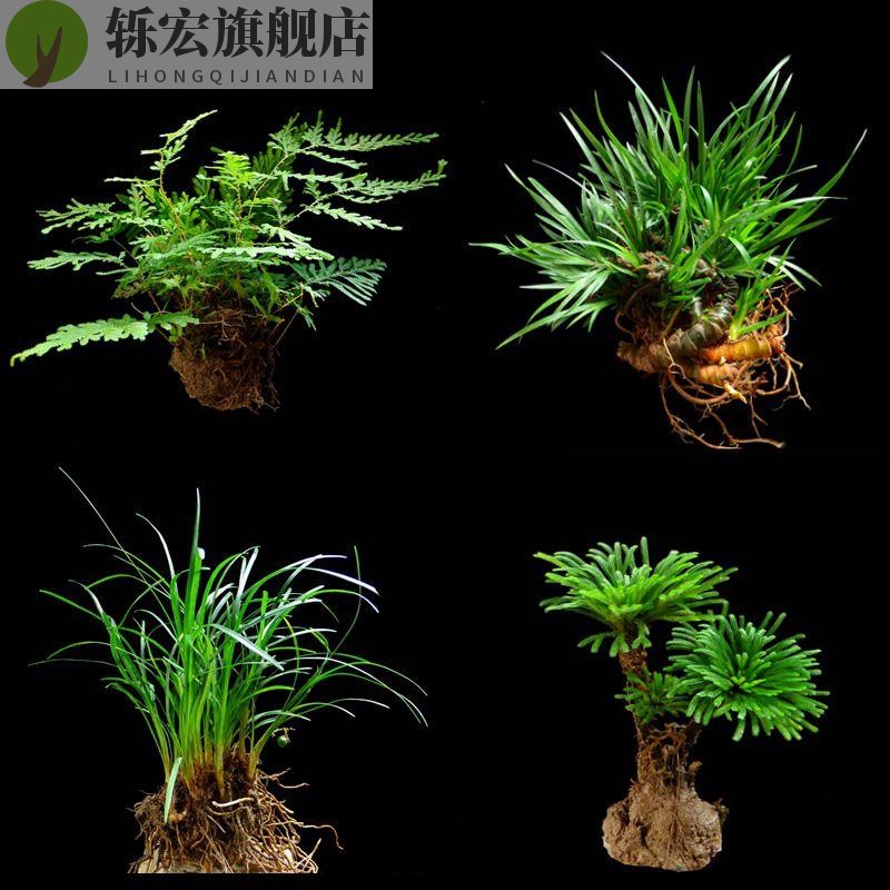 石头上种的植物附石菖蒲盆景w苔藓假山水陆缸雨林造景绿植专用包