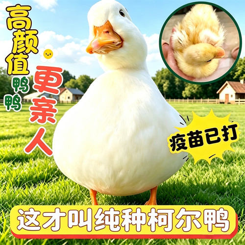 纯种宠物柯尔鸭假一赔十包活到家
