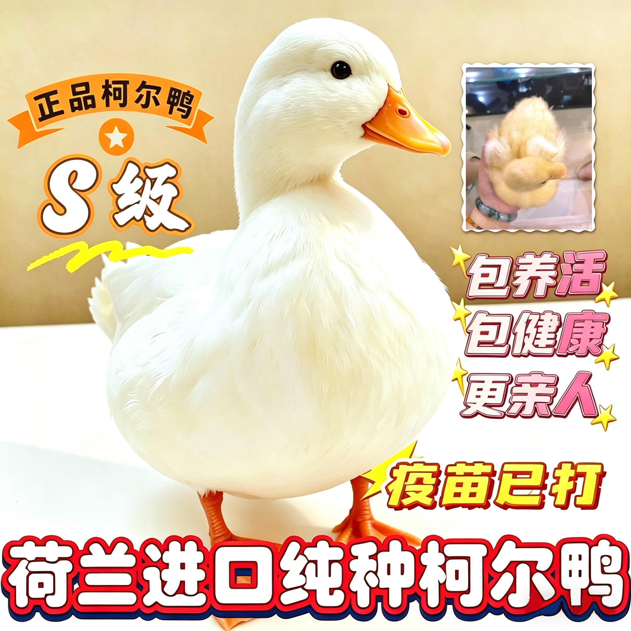荷兰纯种柯尔鸭幼崽正品赛级S级网红活宠物青年成年可达鸭会下蛋