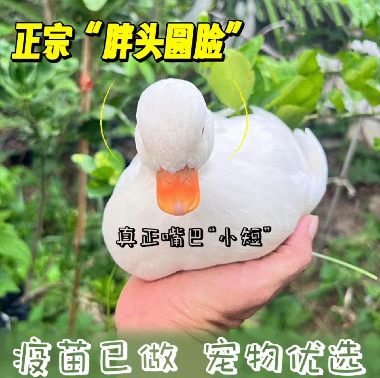 柯尔鸭活宠物幼崽网红鸭子柯尔鸭一公一母可达鸭纯种青年成年S级